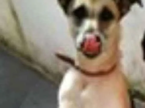 Cachorro ra a srd idade 4 anos nome hulk e Jully
