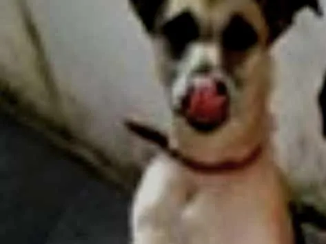 Cachorro ra a srd idade 4 anos nome hulk e Jully