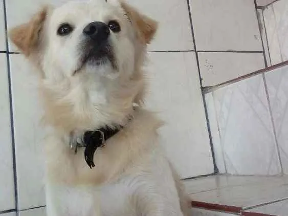 Cachorro ra a Viralata idade 2 anos nome Spake