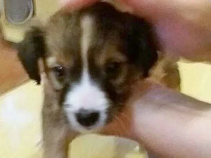 Cachorro ra a Sem raça definida idade Abaixo de 2 meses nome Cusquinho