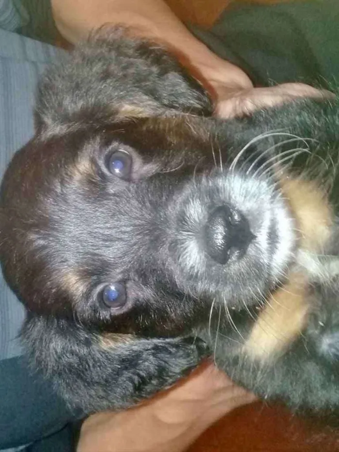 Cachorro ra a Sem raça definida idade 2 a 6 meses nome Black