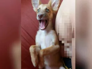 Cachorro raça SRD idade 2 a 6 meses nome Ava