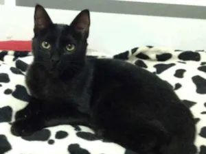 Gato raça SRD idade 7 a 11 meses nome Sem nome