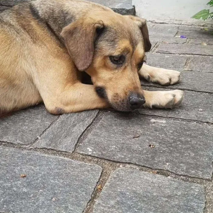 Cachorro ra a SRD idade 6 ou mais anos nome Iris