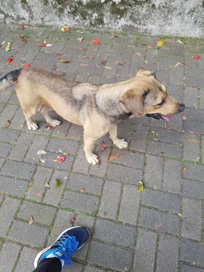 Cachorro ra a SRD idade 6 ou mais anos nome Iris