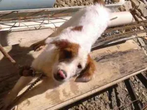 Cachorro raça Vira Lata idade 2 a 6 meses nome Bethoven