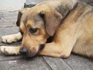Cachorro raça SRD idade 6 ou mais anos nome Iris