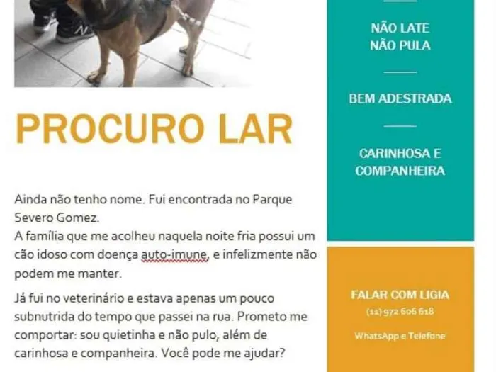 Cachorro ra a SRD idade 6 ou mais anos nome Iris