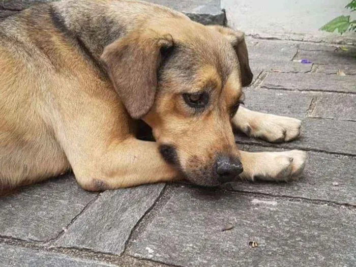 Cachorro ra a SRD idade 6 ou mais anos nome Iris