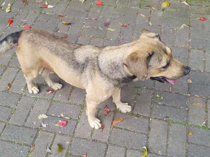 Cachorro ra a SRD idade 6 ou mais anos nome Iris