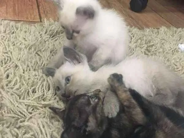 Gato ra a Indefinida idade Abaixo de 2 meses nome Gatinhas