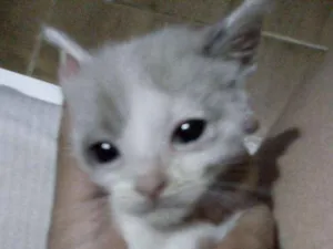 Gato raça Desconhecida  idade Abaixo de 2 meses nome 2 fêmeas