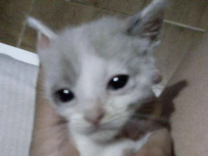 Gato ra a Desconhecida  idade Abaixo de 2 meses nome 2 fêmeas