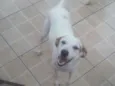 Cachorro raça SRD idade 4 anos nome Thor e Meg 
