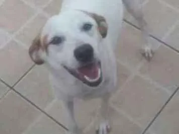 Cachorro raça SRD idade 4 anos nome Thor e Meg 