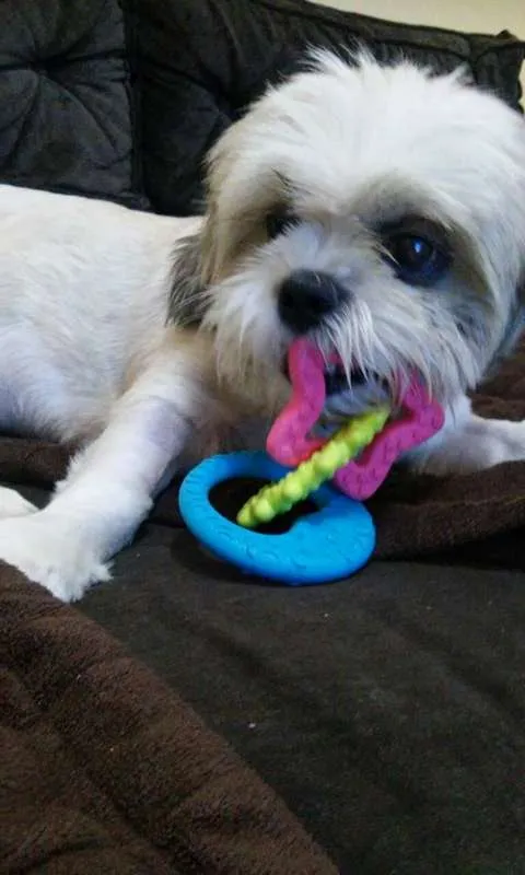 Cachorro ra a Shitzu idade 2 anos nome Billy