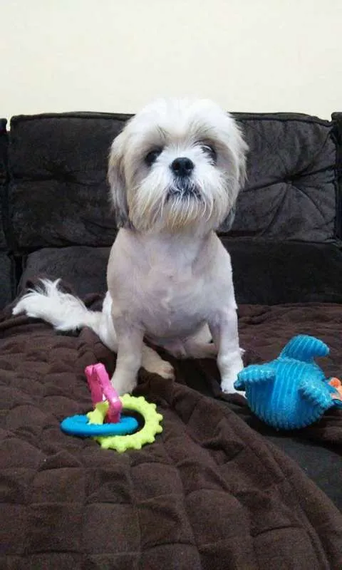 Cachorro ra a Shitzu idade 2 anos nome Billy