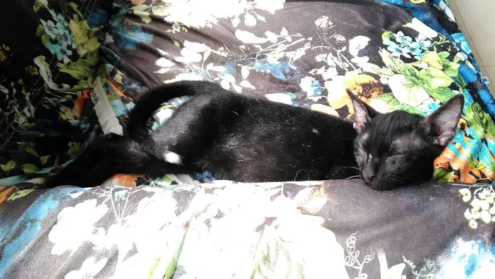 Gato ra a SRD idade 2 a 6 meses nome Pequenino