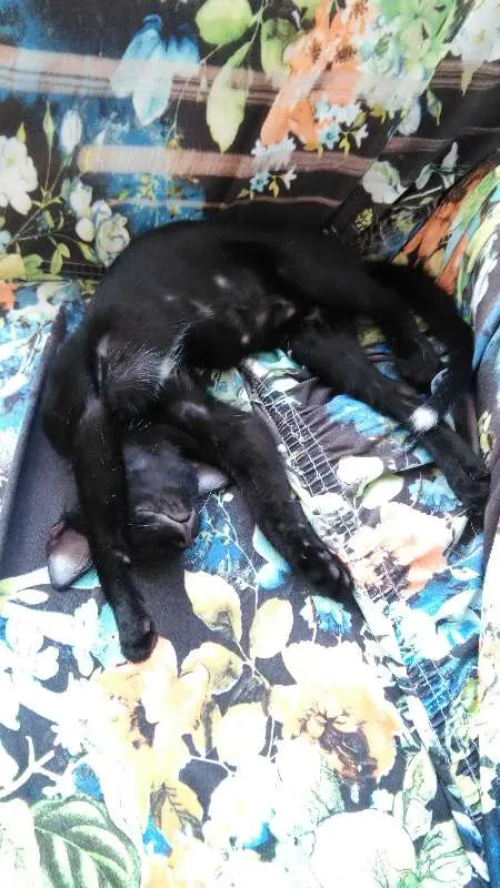 Gato ra a SRD idade 2 a 6 meses nome Pequenino