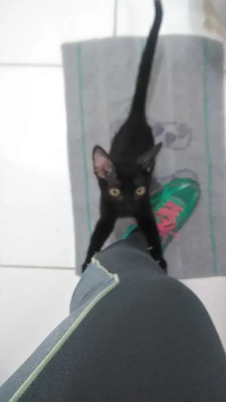 Gato ra a SRD idade 2 a 6 meses nome Pequenino