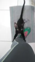 Pequenino