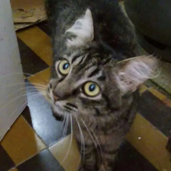 Gato ra a SRD idade  nome Tigra
