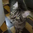 Tigra