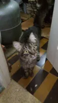 Tigra