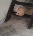 Não possui nomes