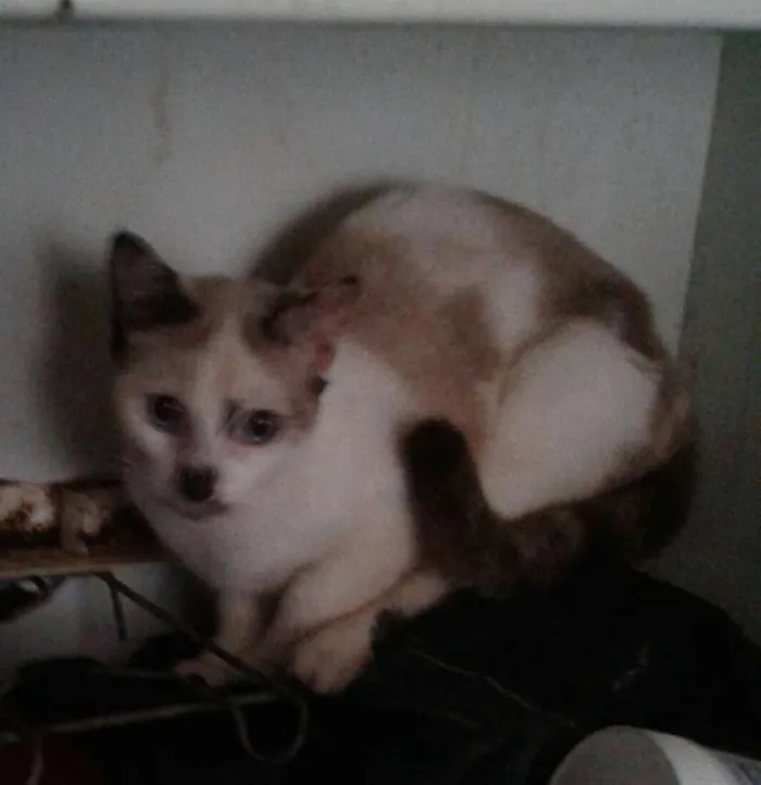 Gato raça misturado idade 2 a 6 meses nome Não possui nomes