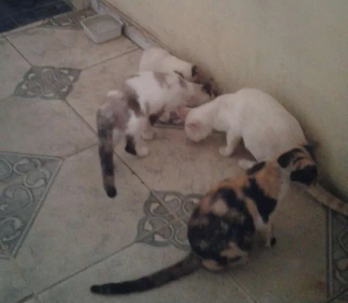 Gato raça misturado idade 2 a 6 meses nome Não possui nomes