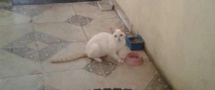 Gato raça misturado idade 2 a 6 meses nome Não possui nomes