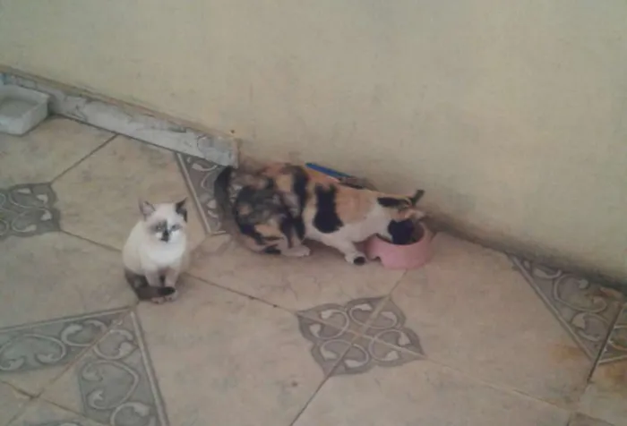 Gato raça misturado idade 2 a 6 meses nome Não possui nomes