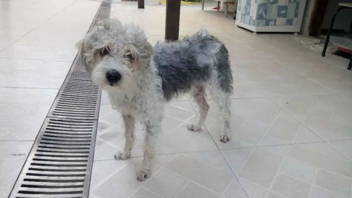 Cachorro ra a Poodle misturado  idade 2 anos nome Não sei