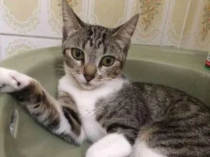 Gato raça Tigresa idade 1 ano nome Mia