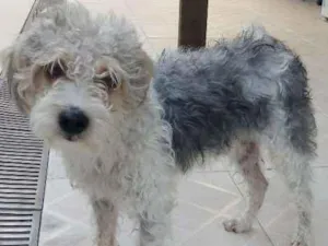 Cachorro raça Poodle misturado  idade 2 anos nome Não sei