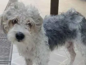 Cachorro raça Poodle misturado  idade 2 anos nome Não sei