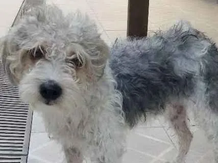 Cachorro ra a Poodle misturado  idade 2 anos nome Não sei