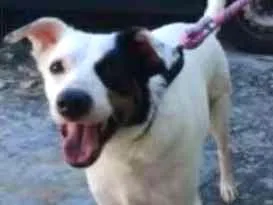 Cachorro ra a SRD idade 2 anos nome BOB
