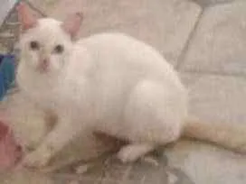 Gato raça misturado idade 2 a 6 meses nome Não possui nomes