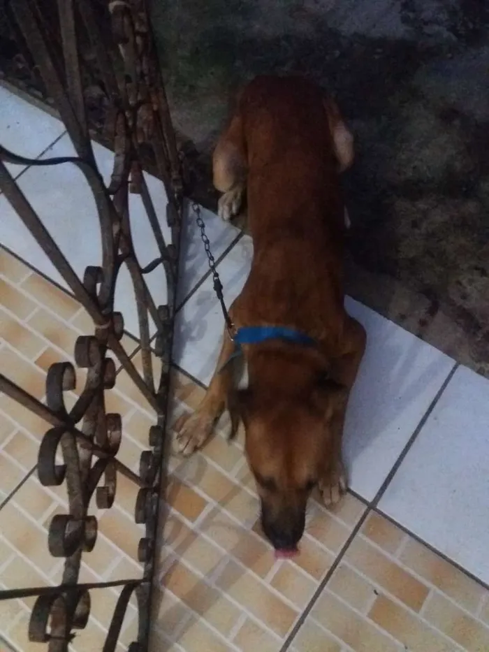 Cachorro ra a Chamado pé duro idade 2 a 6 meses nome Coto