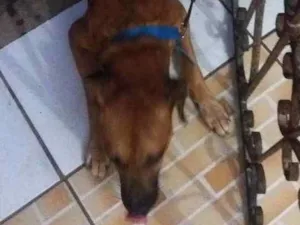Cachorro raça Chamado pé duro idade 2 a 6 meses nome Coto