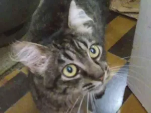 Gato raça SRD idade  nome Tigra