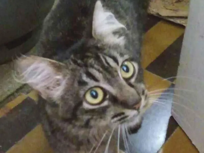 Gato ra a SRD idade  nome Tigra