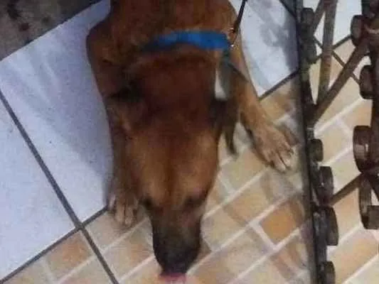 Cachorro ra a Chamado pé duro idade 2 a 6 meses nome Coto