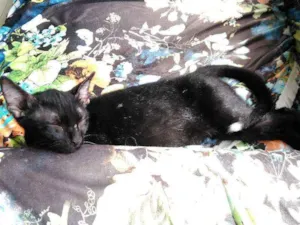 Gato raça SRD idade 2 a 6 meses nome Pequenino