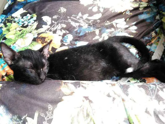 Gato ra a SRD idade 2 a 6 meses nome Pequenino