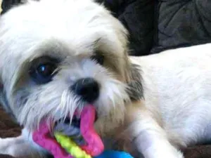 Cachorro raça Shitzu idade 2 anos nome Billy