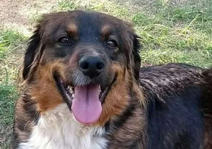 Cachorro ra a srd idade 2 anos nome Oliver