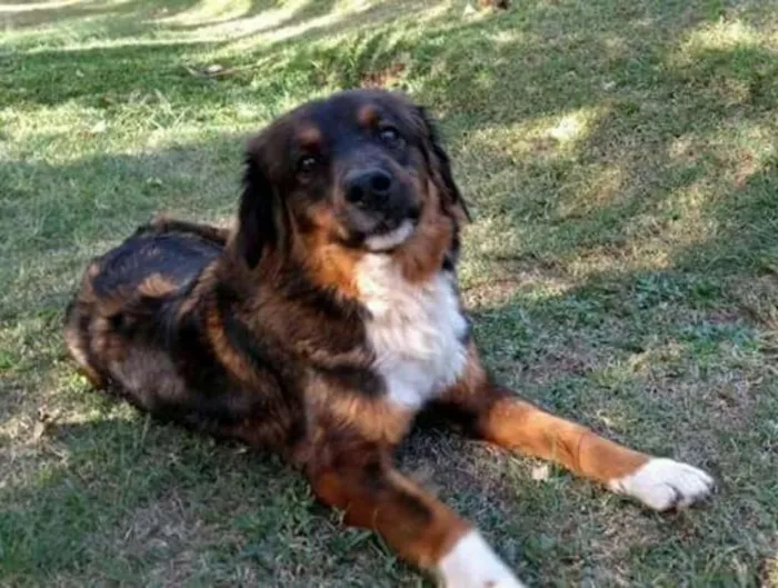 Cachorro ra a srd idade 2 anos nome Oliver